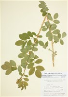 藏品(薔薇屬)的圖片